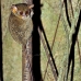 monkey_tarsier_eastern_tangkoko_v_0118_sul1293.jpg